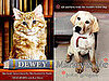 Pet Books to Curl Up With This Holiday 