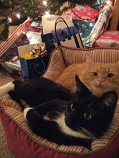 Do Tell: Do Your Pets Gravitate to the Tree? 