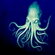 kraken