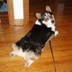 corgipants corgipants