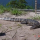 Gatorhntr