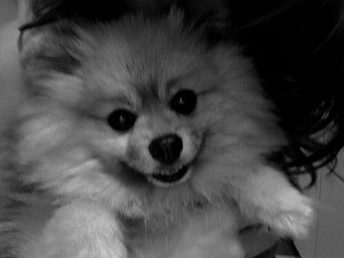 Wolfie