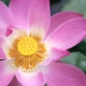 Dharma77