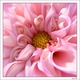 princess s