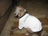 Myko's PetSugar tee