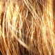 goldenheart