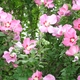 FallBride08