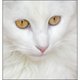 Kitty Geek's picture