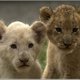 Lil Lion