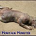 FOX News talks about the "Montauk Monster" AKA Monty