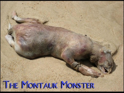 FOX News talks about the "Montauk Monster" AKA Monty