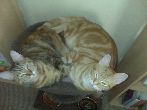 My kittens past and present