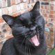 KittyMoonPie