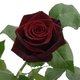 blackmagicrose