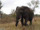 Africa
