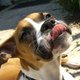 LolaDog