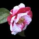 Euphoricspy's picture