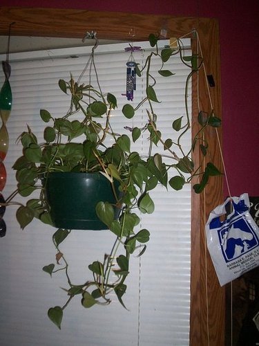 my plants