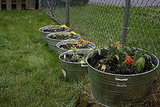 My container Garden