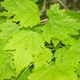 kuriouskris kuriouskris