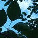 gmofree