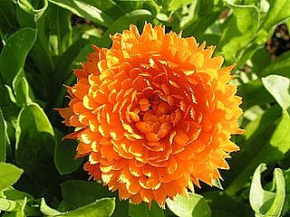 Name This Flower