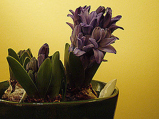 Name This Flower