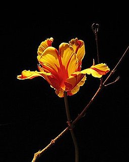 Name This Flower