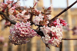 Open House:  Frustrated Flowers
