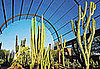 In the News:  A Makeover For Phoenix's Botanical Garden