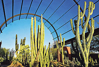 In the News:  A Makeover For Phoenix's Botanical Garden