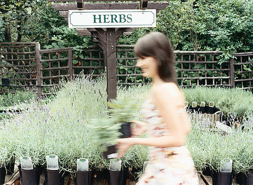 DIY: Grow an Herb Garden Indoors