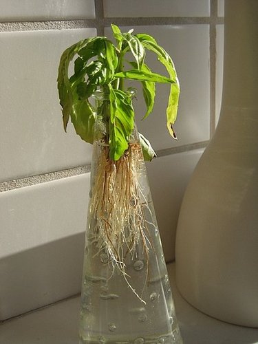 Casa Quickie: Basil Starters, the Cheap and Easy Way