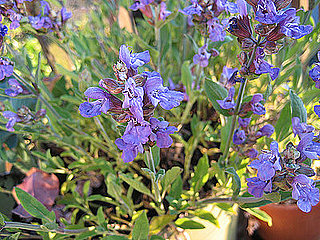 Name This Plant