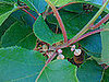 Name This Tree