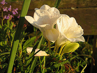 Name This Flower