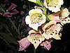 Name This Flower