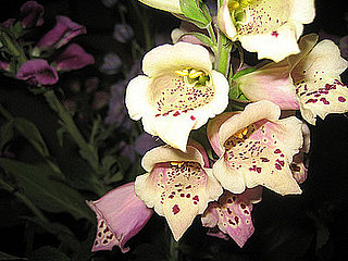 Name This Flower