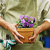 Casa Quickie: Steer Your Plants Clear of Heat