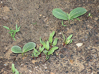 Before and After:  Mystery Squash 