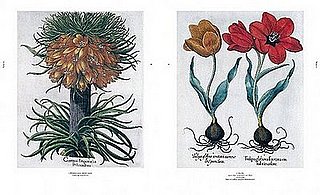 Trend Alert: The Book of Plants