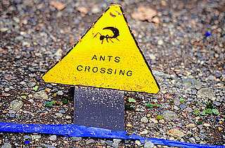 How-To: Getting Rid of Household Ants