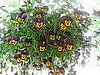 Name This Flower