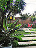 Midday Muse: Backyard Paradise