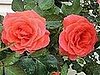 Su Casa: The Bloom's on These Roses
