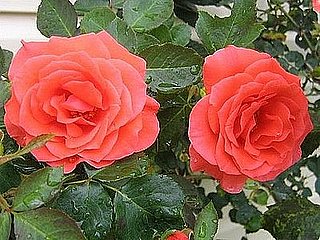 Su Casa: The Bloom's on These Roses
