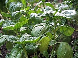 Name This Plant 