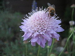 How-To:  Say Welcome Home to Honeybees