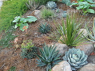 Cool Idea: Drought-Resistant Landscaping With a Twist