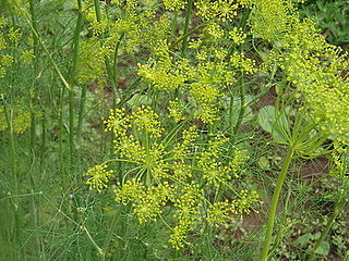 Name This Plant